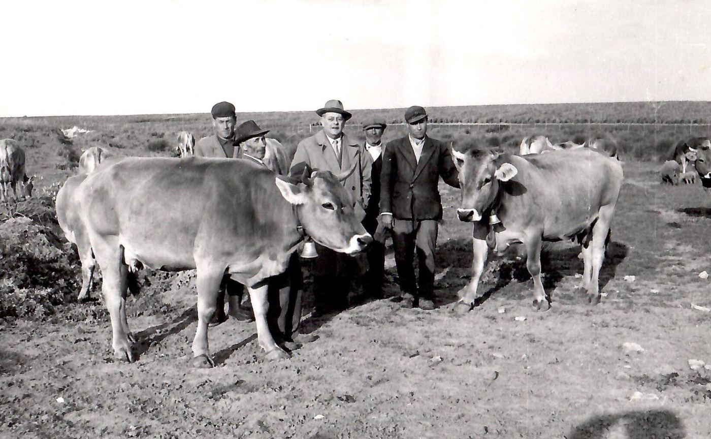 Uomini con i bovini al pascolo