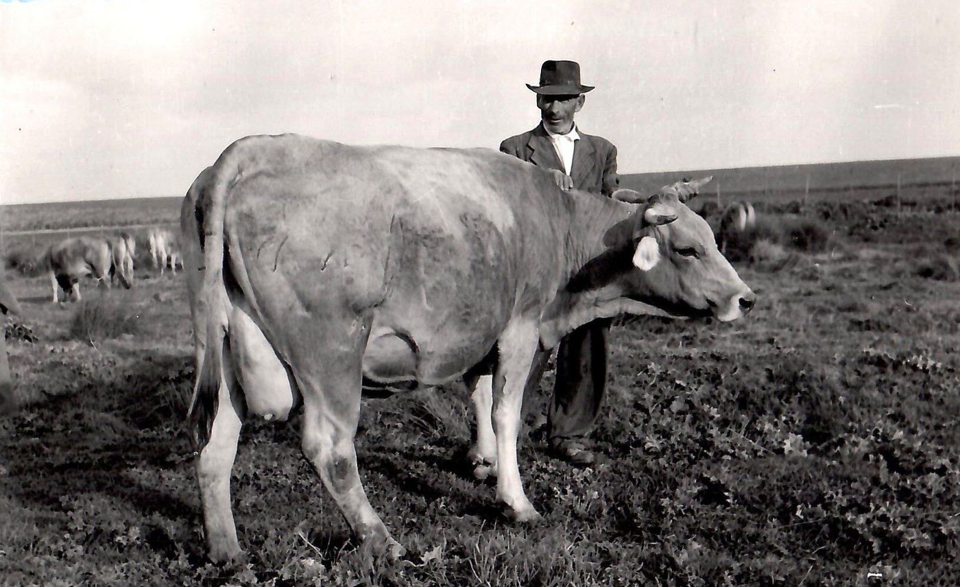 Un uomo con un bovino al pascolo