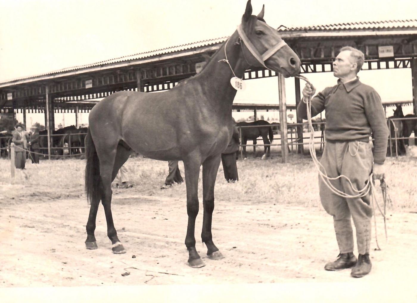 Un uomo con un cavallo alla cavezza